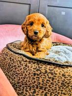 Bij ons geboren Cockapoo pups Geen import, Parvo, België, 8 tot 15 weken, Meerdere