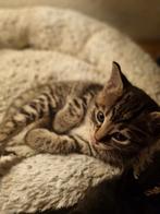 Nog 3 lieve kittens Bengaal x Ragdoll/Cyperse kat te koop, Poes, Ontwormd