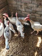 Te koop ronquires kalkoenen, Dieren en Toebehoren, Pluimvee, Meerdere dieren, Kalkoen