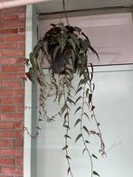 Cissus Amazonica, Ophalen, Overige soorten, Minder dan 100 cm
