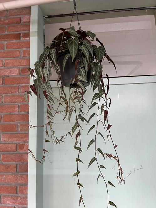 Cissus Amazonica, Huis en Inrichting, Kamerplanten, Overige soorten, Minder dan 100 cm, Ophalen
