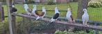 Duiven  te koop, Dieren en Toebehoren, Meerdere dieren, Overige soorten