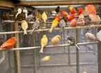Kanaries verschillende kleuren koppels, Dieren en Toebehoren, Vogels | Kanaries, Kleurkanarie, Meerdere dieren