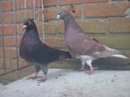 Sierduiven '', Dieren en Toebehoren, Vogels | Duiven, Meerdere dieren, Overige soorten