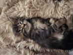 Te koop main coon kittens, Dieren en Toebehoren, Katten en Kittens | Raskatten | Langhaar, Poes