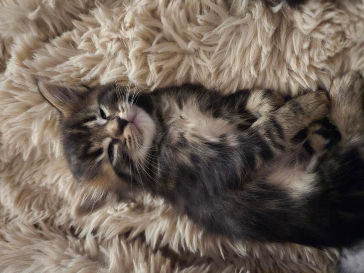 Te koop main coon kittens, Dieren en Toebehoren, Katten en Kittens | Raskatten | Langhaar, Poes