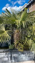 Waaierpalm palmboom plant groot +/- 2meter, Ophalen of Verzenden, Overige soorten, Bloeit niet, Volle zon