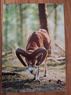 Dieren - Mouflon, Ophalen of Verzenden, Ongelopen, Wild dier
