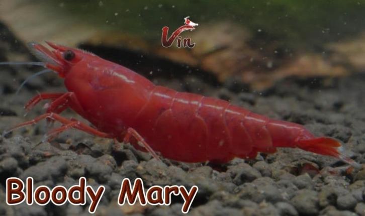 Mix groep neocaridina garnalen 20 stuks, Dieren en Toebehoren, Vissen | Aquariumvissen, Zoetwatervis, Kreeft, Krab of Garnaal