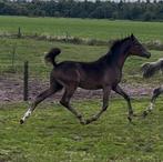 Toekomstige sportpony/fokhengst, Dieren en Toebehoren, Pony's, Hengst, 0 tot 2 jaar