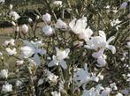 Magnolia stellata struiken ca. 140-150 cm, Ophalen of Verzenden, Overige soorten, Struik, 100 tot 250 cm