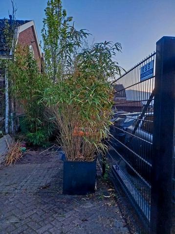 bamboe in pot beschikbaar voor biedingen