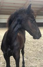 Fries merrie veulen Martinus 539, Merrie, 0 tot 2 jaar