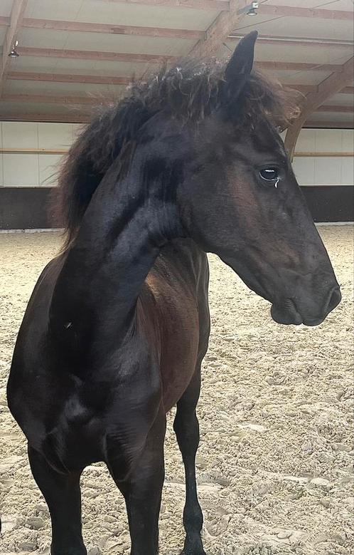 Fries merrie veulen Martinus 539, Dieren en Toebehoren, Paarden, Merrie, 0 tot 2 jaar