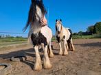 Plek gezocht voor 2 minitinkers, Dieren en Toebehoren, Paarden, Merrie