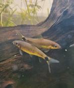 Maanvis | Ancistrus | Algeneter, Vis, Zoetwatervis