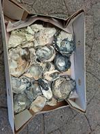 Doosje mooie Oester schelpen uit Normandie, Hobby en Vrije tijd, Ophalen of Verzenden