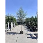 Salix Alba knotwilg boom, Ophalen, Halfschaduw, Overige soorten, Lente