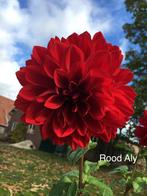 Gratis dahlia knollen, Tuin en Terras, Bloembollen en Zaden, Ophalen of Verzenden, Voorjaar, Volle zon, Knol