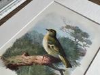 1901 - litho - Golden-crested wren / Goudhaantje, Antiek en Kunst, Kunst | Etsen en Gravures, Ophalen of Verzenden