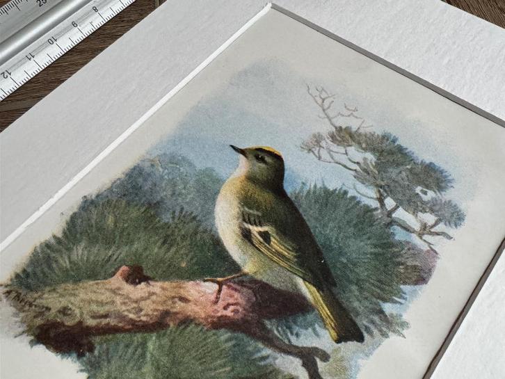 1901 - litho - Golden-crested wren / Goudhaantje, Antiek en Kunst, Kunst | Etsen en Gravures, Ophalen of Verzenden