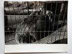 Zeldzame persfoto: 'Orphans of the Wild' 1972, Antiek en Kunst, Ophalen of Verzenden