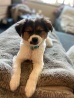 Pup, Reu, 8 tot 15 weken, Eén hond, Nederland