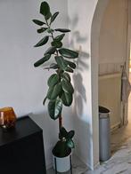 grote plant, Huis en Inrichting, Kamerplanten, Ophalen, Ficus, Halfschaduw, In pot