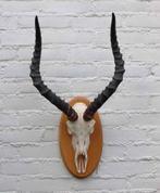 Schedel IMPALA ANTILOPE op houten schild - ref. A (gewei), Verzamelen, Dierenverzamelingen, Ophalen of Verzenden, Gebruikt, Wild dier