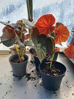 Begonia grandis var. Evansiana, Overige soorten, Vaste plant, Ophalen of Verzenden, Halfschaduw