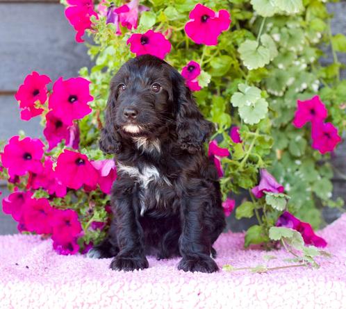 Cockapoo puppy’s, Dieren en Toebehoren, Honden | Retrievers, Spaniëls en Waterhonden, Meerdere dieren, Overige rassen, Particulier