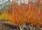 **ACTIE** Salix alba vitelinea, schietwilg, wilg knotwilg, Ophalen of Verzenden, Overige soorten, Struik, 100 tot 250 cm