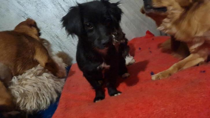  Negruța – klein zwart pareltje zoekt rust en liefde , Dieren en Toebehoren, Honden | Niet-rashonden, Middel, Teef, Particulier