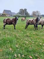 2 super beste bonte dekrammen, Dieren en Toebehoren, Mannelijk, Schaap, 0 tot 2 jaar