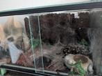 A. Geniculata 0.1 + terrarium 30x30x40, Ophalen, Zo goed als nieuw