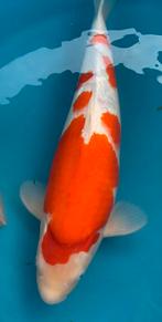 Orwchtige Kohaku, kweker Taniguchi, nisai, 48 cm, Karper of Koi