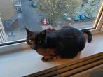 Nieuw baasje gezocht voor kater, Dieren en Toebehoren, Kater, Kortharig, 6 jaar of ouder