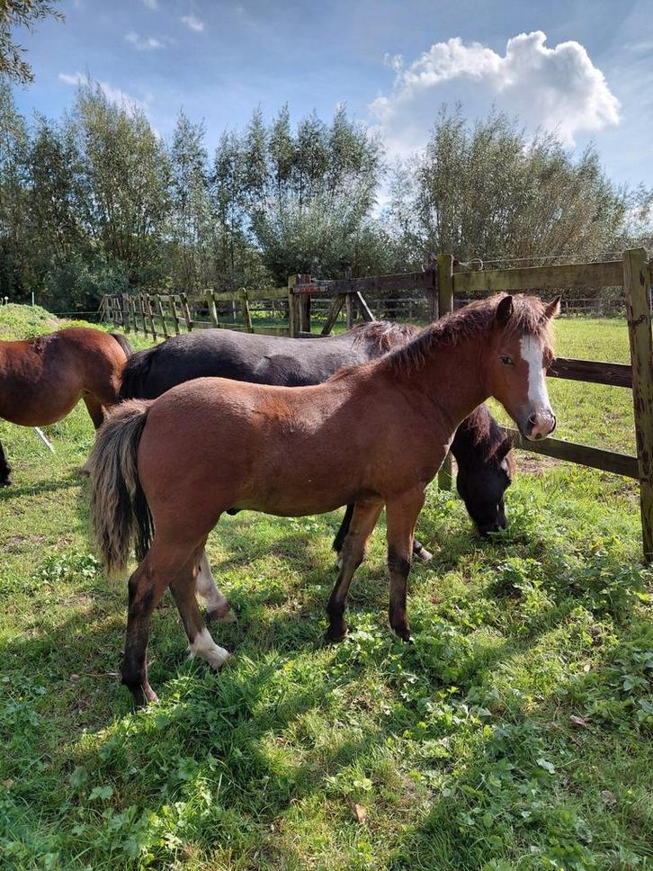 Welsh A hengst veulen 350,euro, Dieren en Toebehoren, Paarden, Hengst, Minder dan 160 cm, 0 tot 2 jaar, Met stamboom, Gechipt