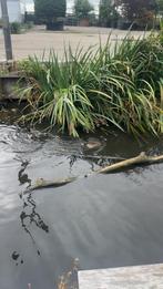 Siereenden watervogels, Dieren en Toebehoren, Pluimvee, Meerdere dieren, Eend