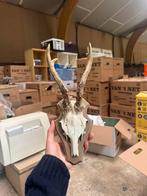 Vintage ree gewei, Ophalen of Verzenden, Zo goed als nieuw, Wild dier, Gewei of Kop