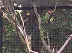 Pruimenkop parkiet man, Dieren en Toebehoren, Mannelijk, Parkiet
