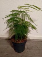 Asparagus Fern, Ophalen, Halfschaduw, Minder dan 100 cm