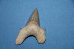 Haaientand Otodus Obliquus, Verzamelen, Ophalen of Verzenden, Fossiel