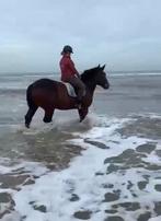 Prachtige cob normandi, Dieren en Toebehoren, Paarden, Ruin, 160 tot 165 cm, Recreatiepaard, 11 jaar of ouder