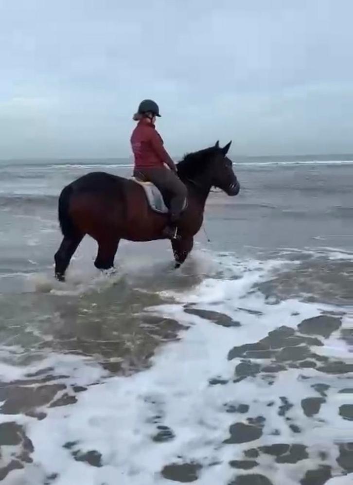 Prachtige cob normandi, Dieren en Toebehoren, Paarden, Ruin, 160 tot 165 cm, 11 jaar of ouder, Recreatiepaard