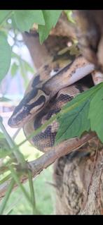 Ballpython inclusief terrarium, Dieren en Toebehoren, Slang, Met terrarium, 0 tot 2 jaar