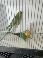 Mooi koppel baraband parkieten, Dieren en Toebehoren, Vogels | Parkieten en Papegaaien, Meerdere dieren, Parkiet