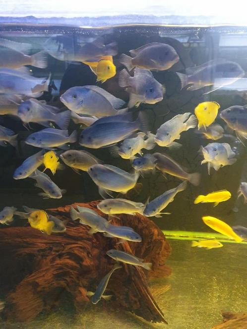 Vissenasiel malawi cichliden diverse kleuren en maten, Dieren en Toebehoren, Vissen | Aquariumvissen, Zoetwatervis, Vis, Schoolvis