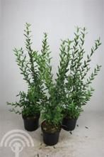 Ligustrum vulgare 'Atrovirens' Wilde liguster wintergroen, Ophalen of Verzenden, Liguster, Haag, 100 tot 250 cm