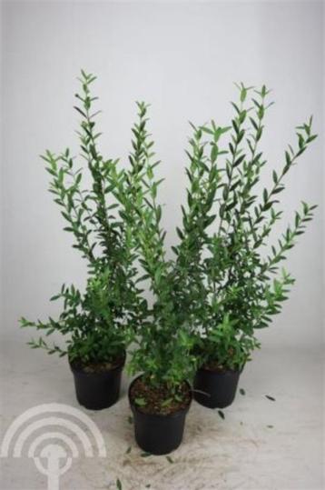 Ligustrum vulgare 'Atrovirens' Wilde liguster wintergroen beschikbaar voor biedingen